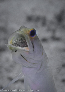 "Fathers Day"
A Yellowhead Jaw Fish  with eggs in its mo... by Dusty Norman 